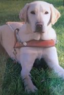 Celebrating International Guide Dog Day 2024 – meet Sandra and Charlie